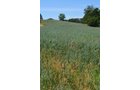 Property photo 12 - 21 Acre Modern Country Estate